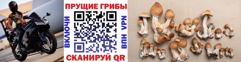 Псилоцибиновые грибы прущие грибы  KRAKEN как войти  Кулебаки  купить наркотики цена 