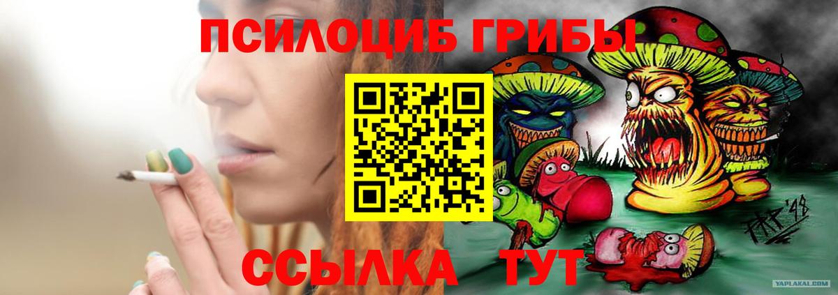 Псилоцибиновые грибы Psilocybe  Кулебаки 